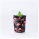 ベリー茶