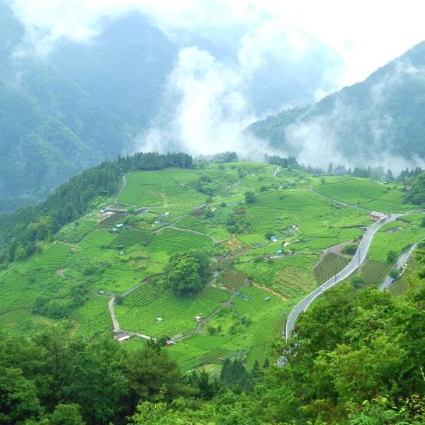 AKOMEYA TOKYO/ お茶の実油のハンドクリーム: 美容・健康｜AKOMEYA TOKYO