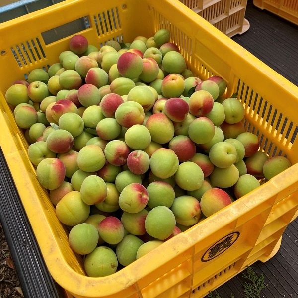 アコメヤのバイヤーチームが南高梅農園で青梅の収穫をしてきました