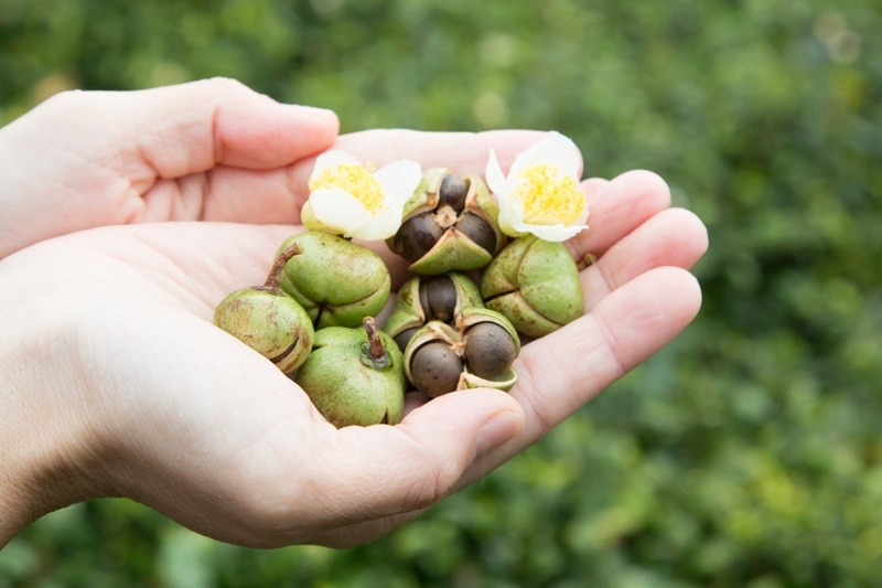 お茶の実油のスキンケア・ヘアケア・ボディケアシリーズ: (並び